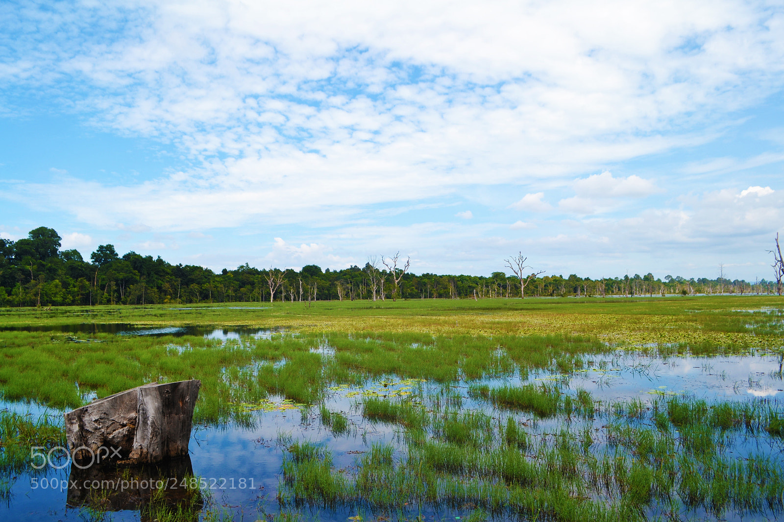 Nikon D3100 sample photo. Wetlands photography