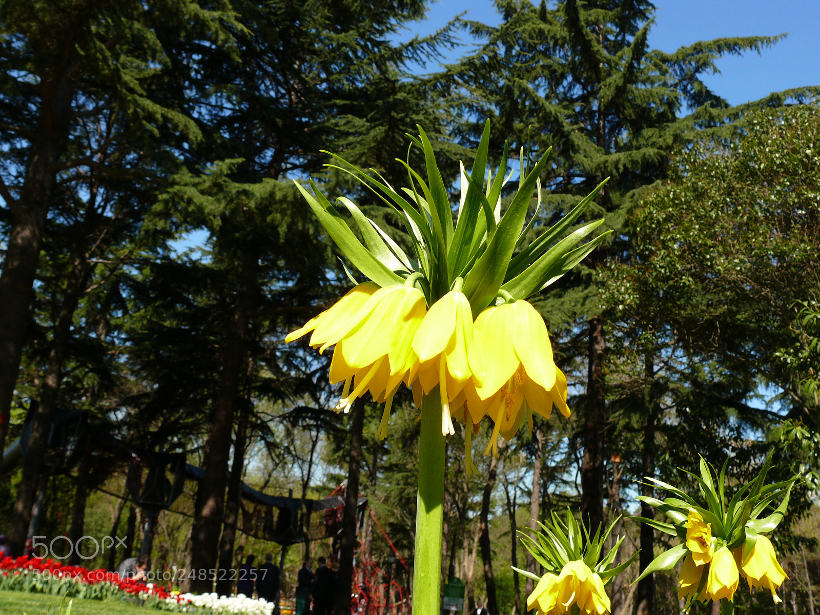 Panasonic DMC-FZ50 sample photo. Yellow fritillaria,imperialis lutea photography