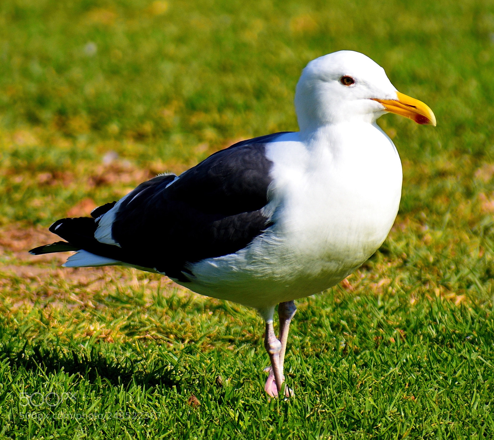 Nikon D7200 sample photo. A seagull looking at photography