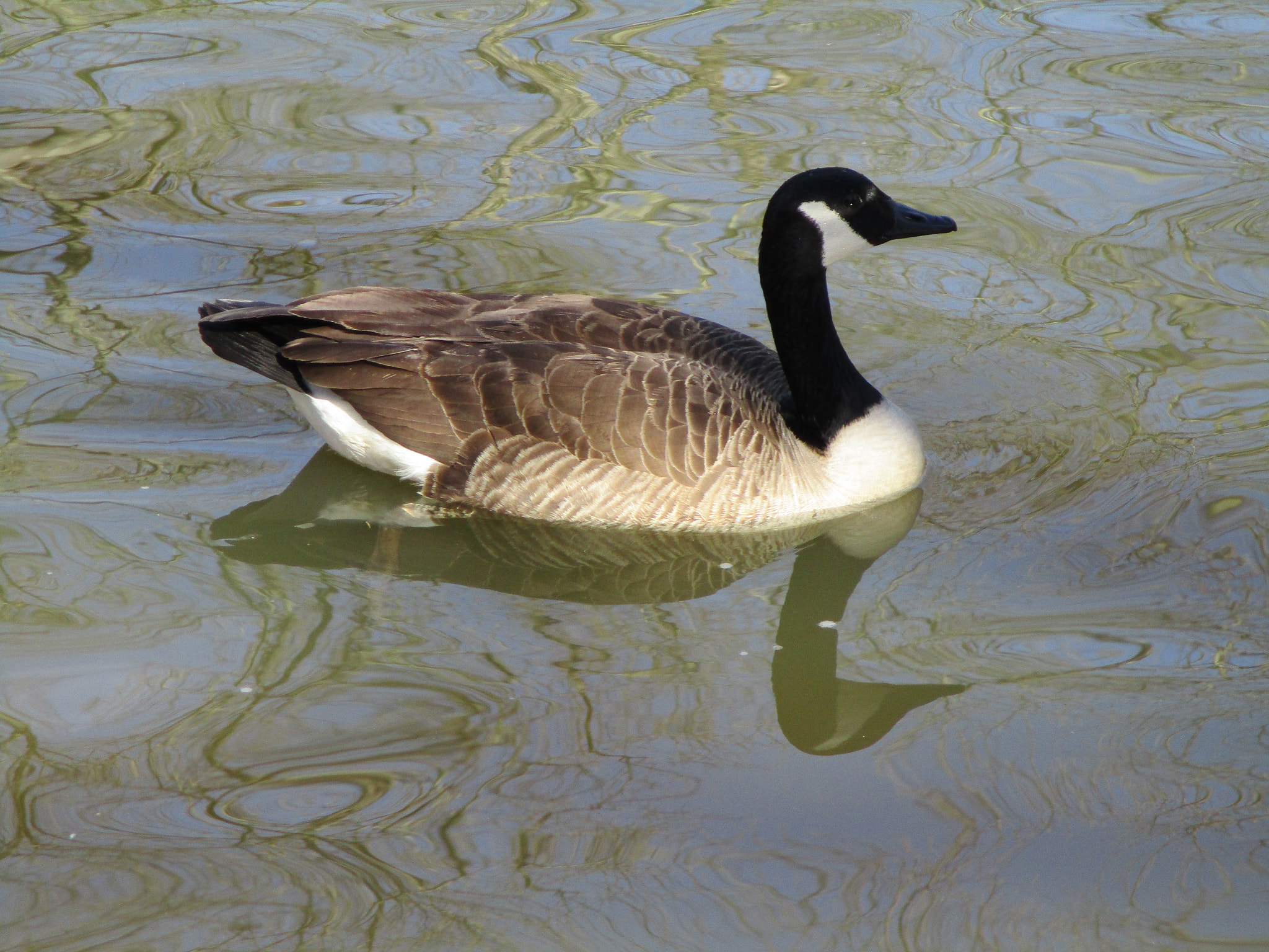 Canon PowerShot ELPH 180 (IXUS 175 / IXY 180) sample photo. Canadian goose photography