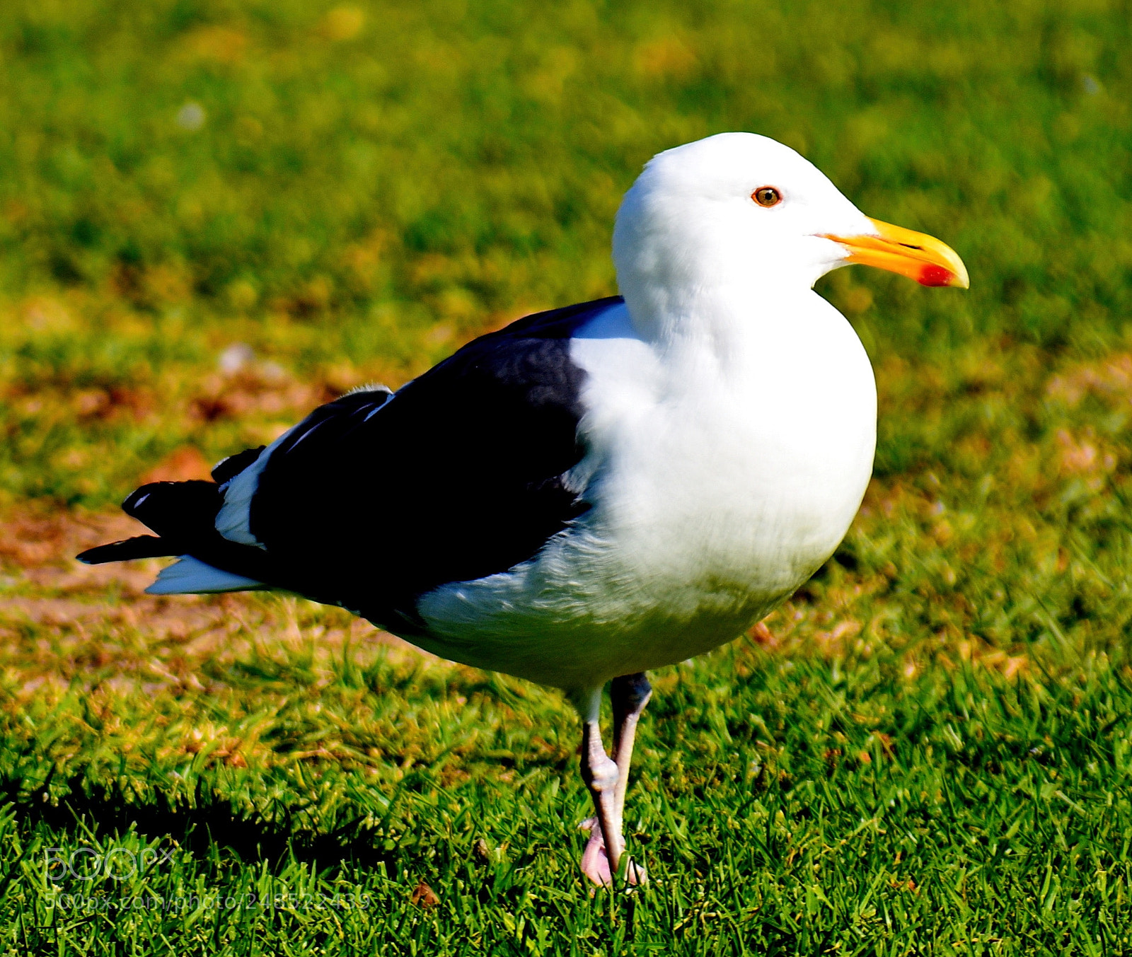 Nikon D7200 sample photo. A seagull looking at photography