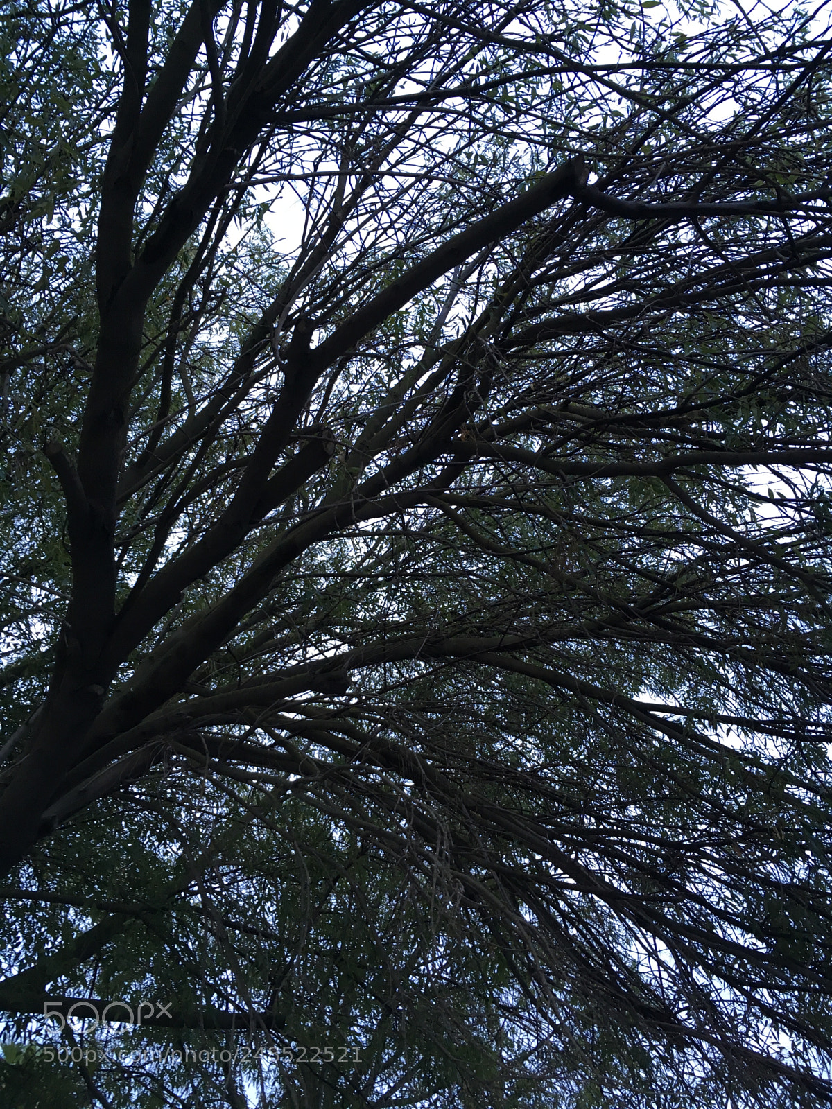 Apple iPhone SE sample photo. The tree with arms photography