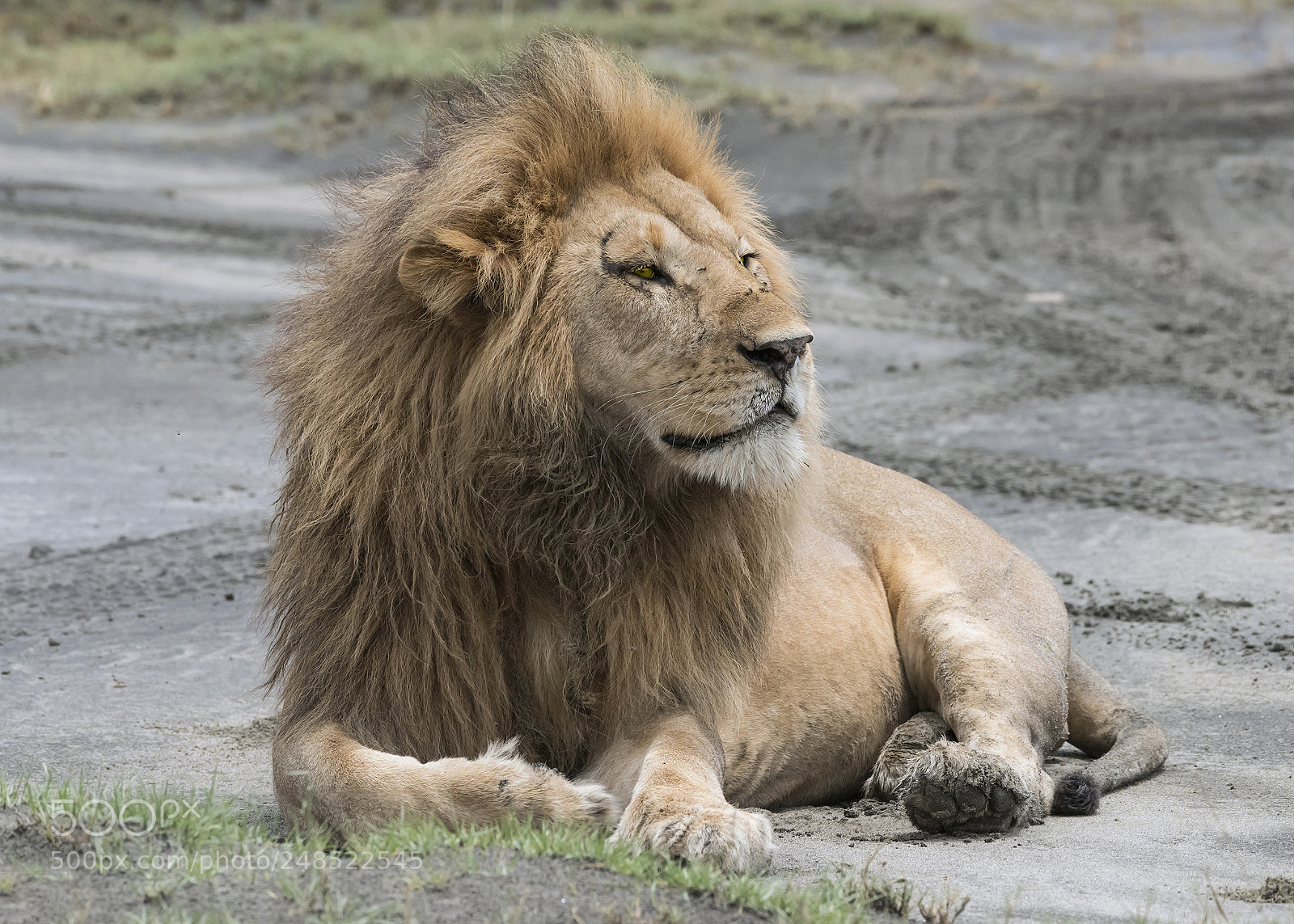 Nikon D810 sample photo. The lion king photography