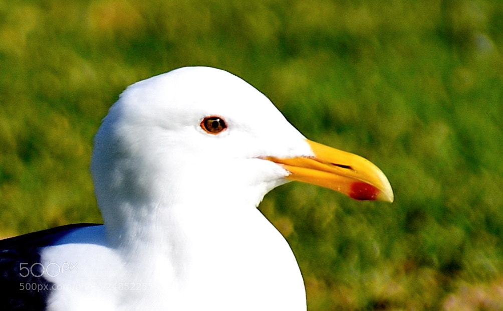 Nikon D7200 sample photo. A seagull portrait photography