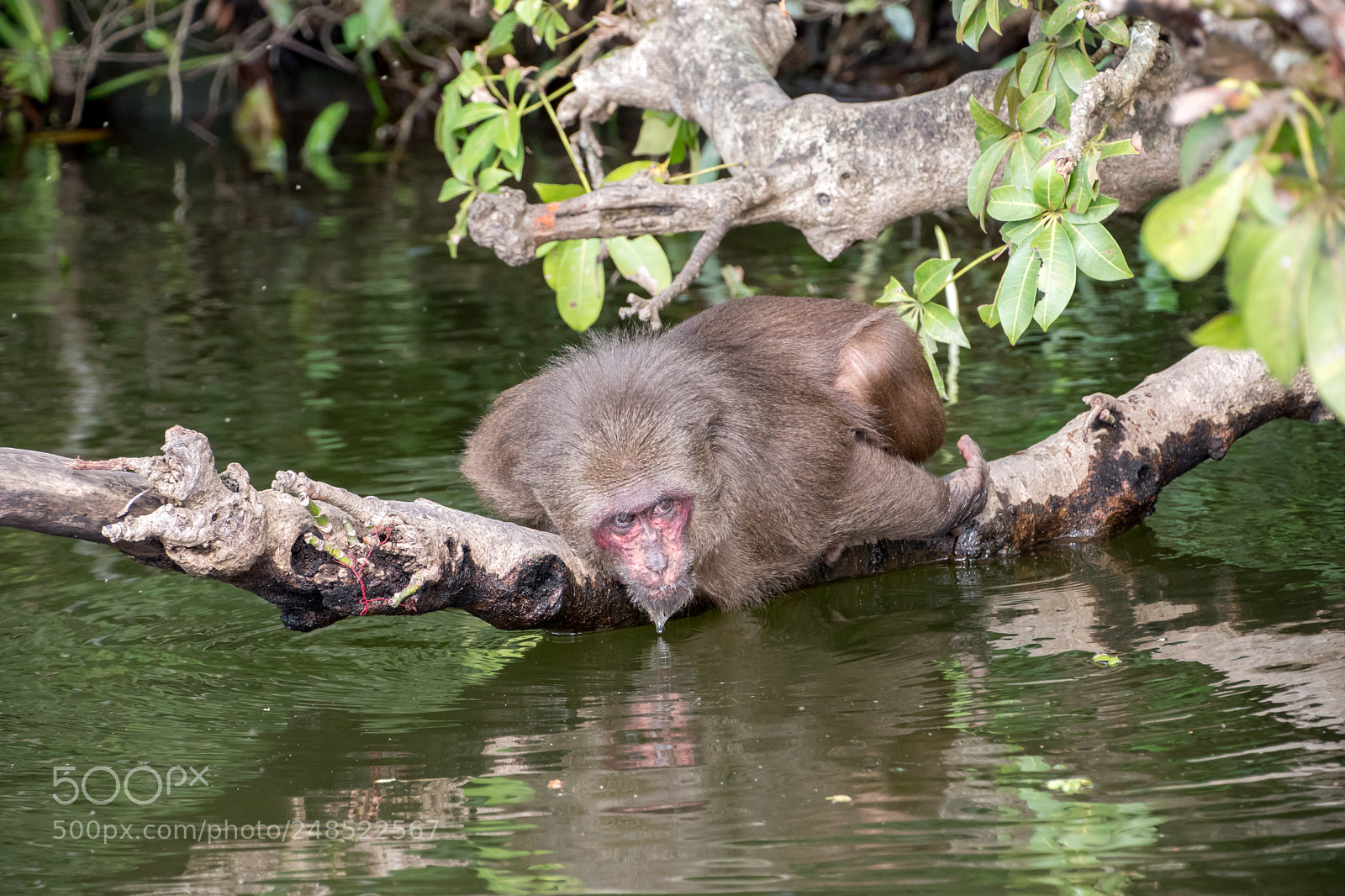 Nikon D5500 sample photo. Macaque 2 photography