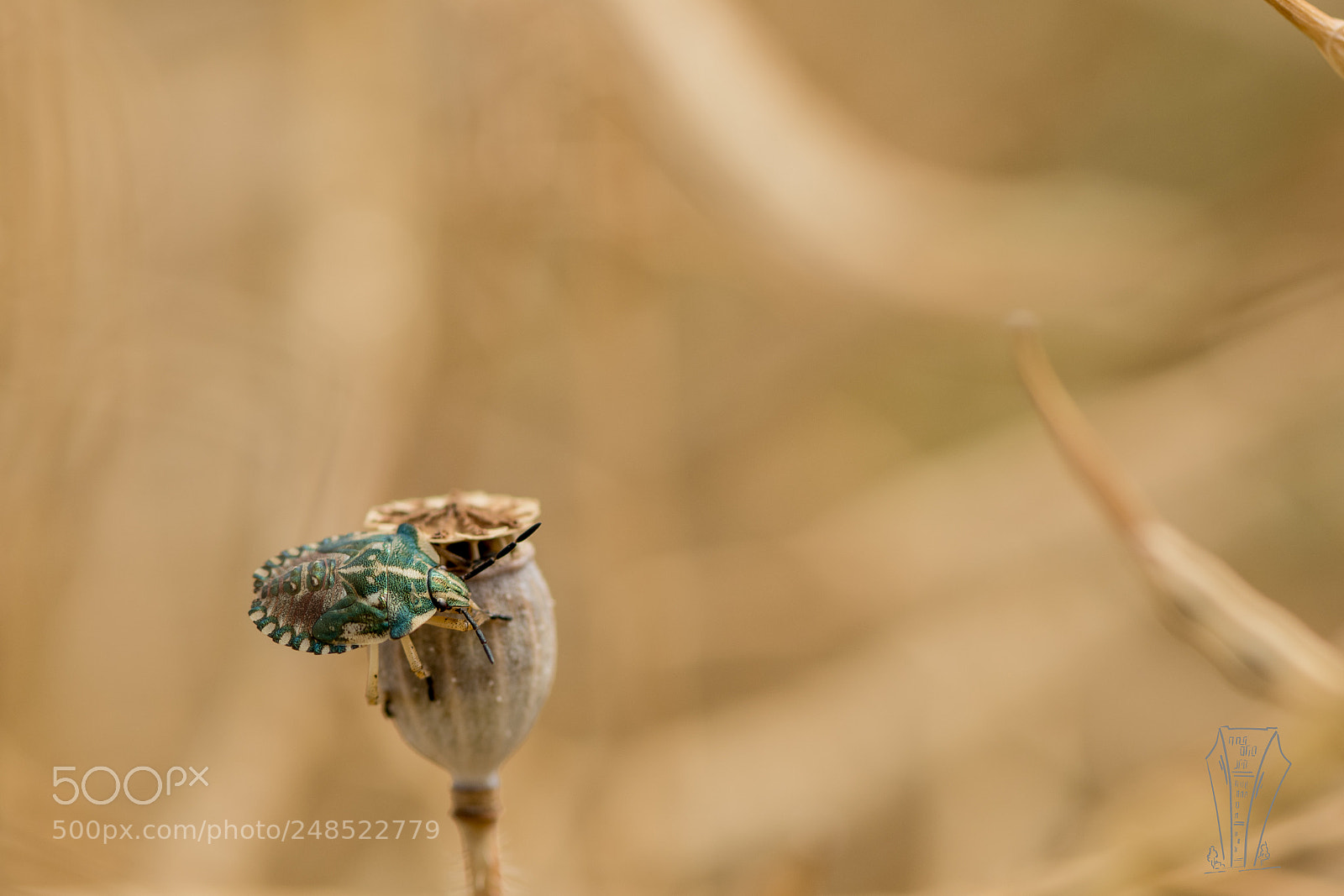 Nikon D500 sample photo. Colored stink bug photography