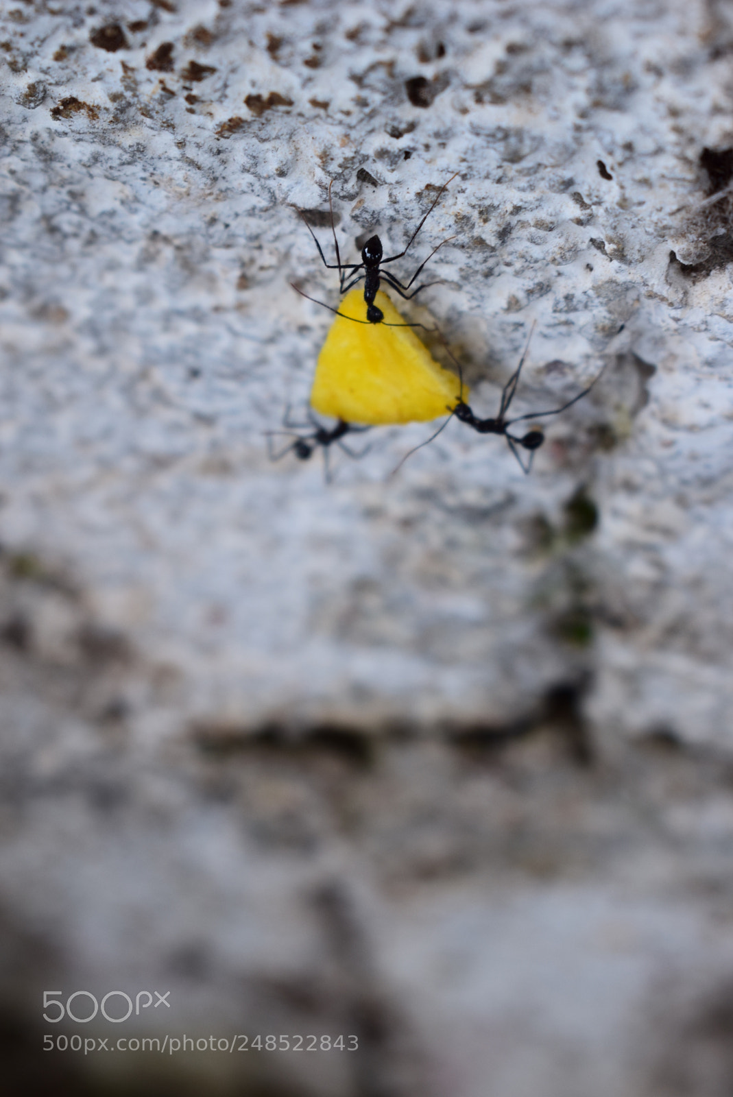 Nikon D5300 sample photo. Unity is strength! photography