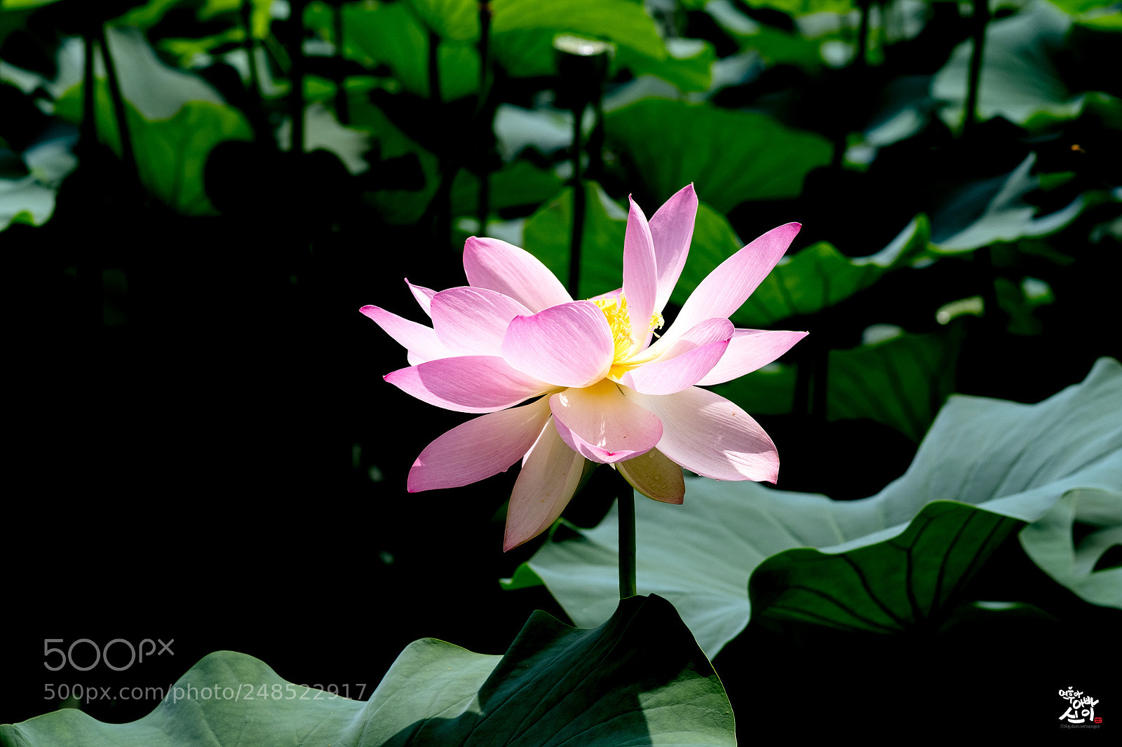 Fujifilm X-T2 sample photo. Lotus photography