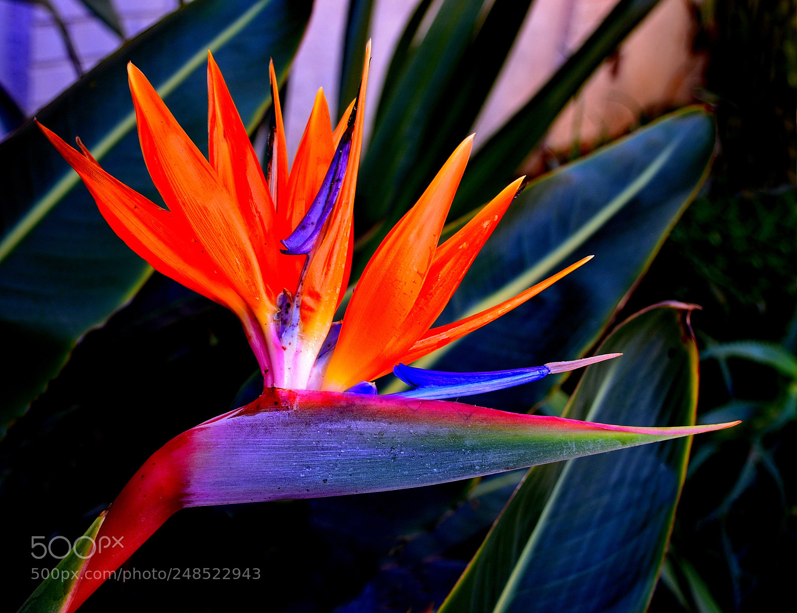 Nikon D7200 sample photo. Bird of paradise flower photography