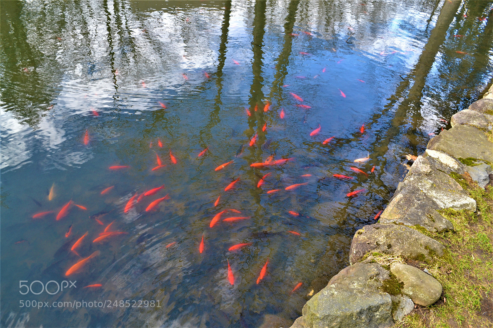 Nikon D3100 sample photo. Fish in pond photography
