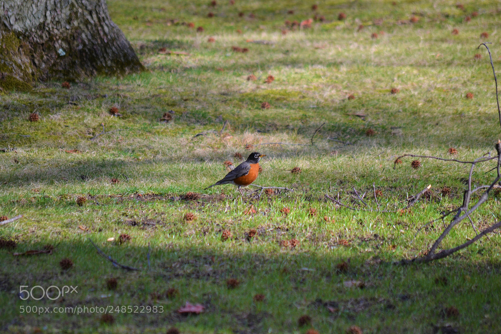 Nikon D3100 sample photo. Birds in fieldston photography