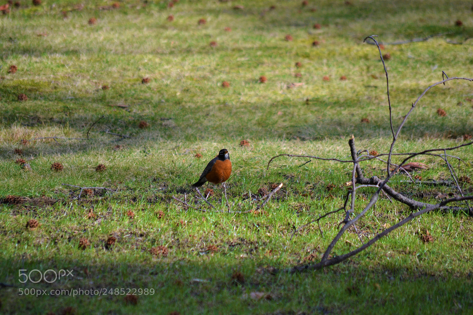 Nikon D3100 sample photo. Birds in fieldston photography