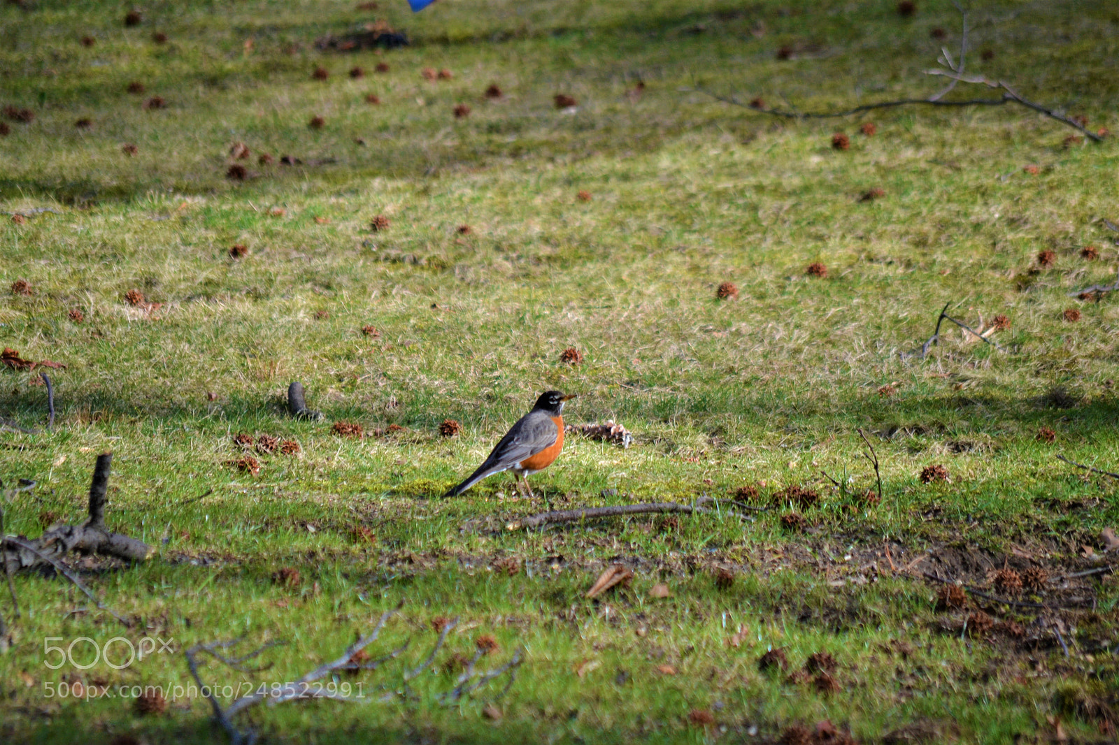 Nikon D3100 sample photo. Birds in fieldston photography
