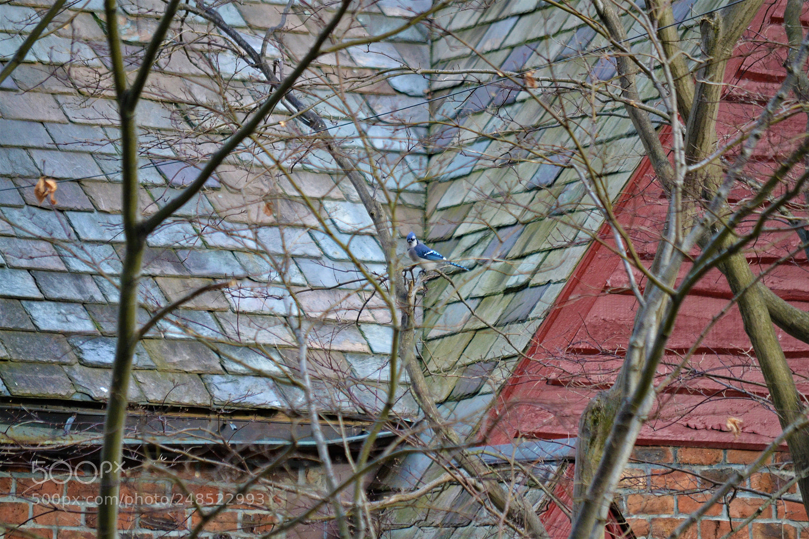 Nikon D3100 sample photo. Birds in fieldston photography