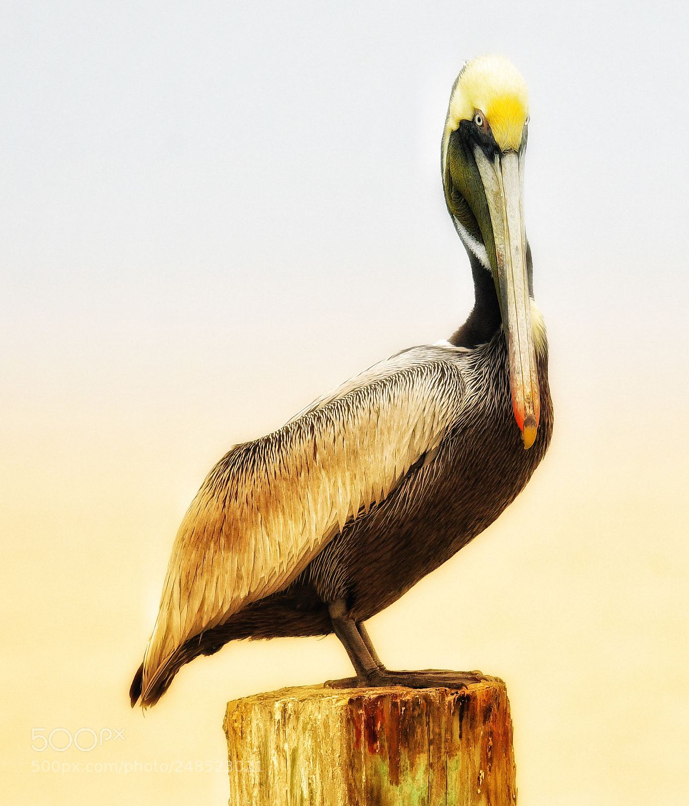 Nikon D500 sample photo. Brown pelican photography