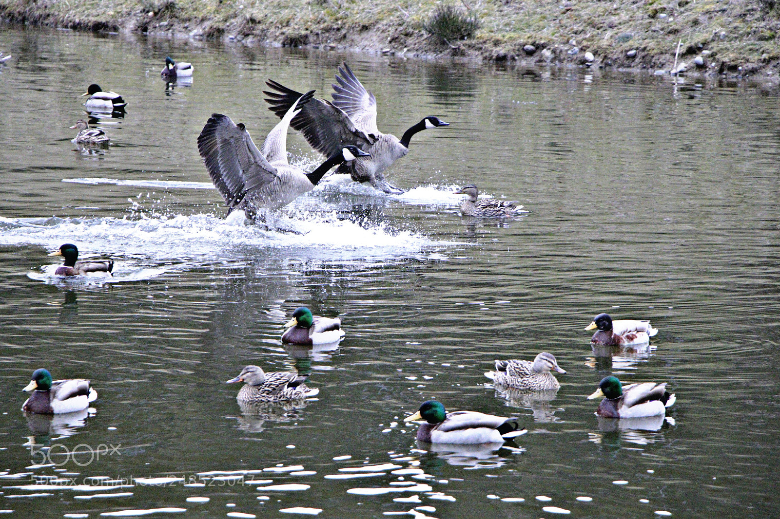 Canon EOS 80D sample photo. Wildlife photography