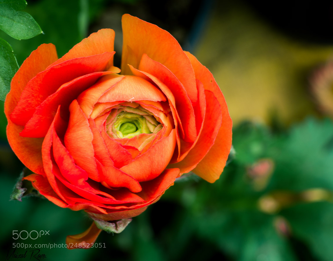 Nikon D3400 sample photo. Apertura. photography