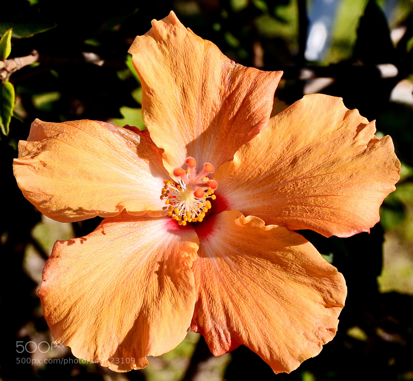 Nikon D7200 sample photo. A delicate gold hibiscus photography