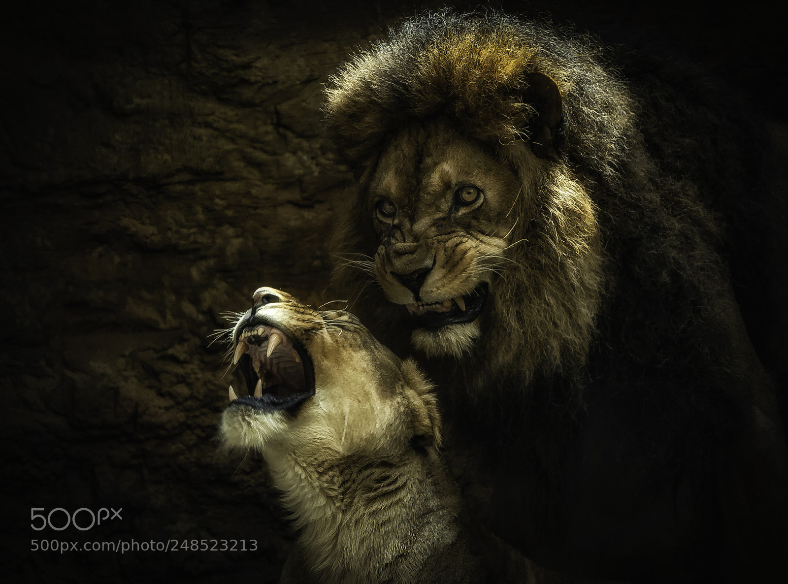 Nikon D2X sample photo. "don´t irritate lions" photography