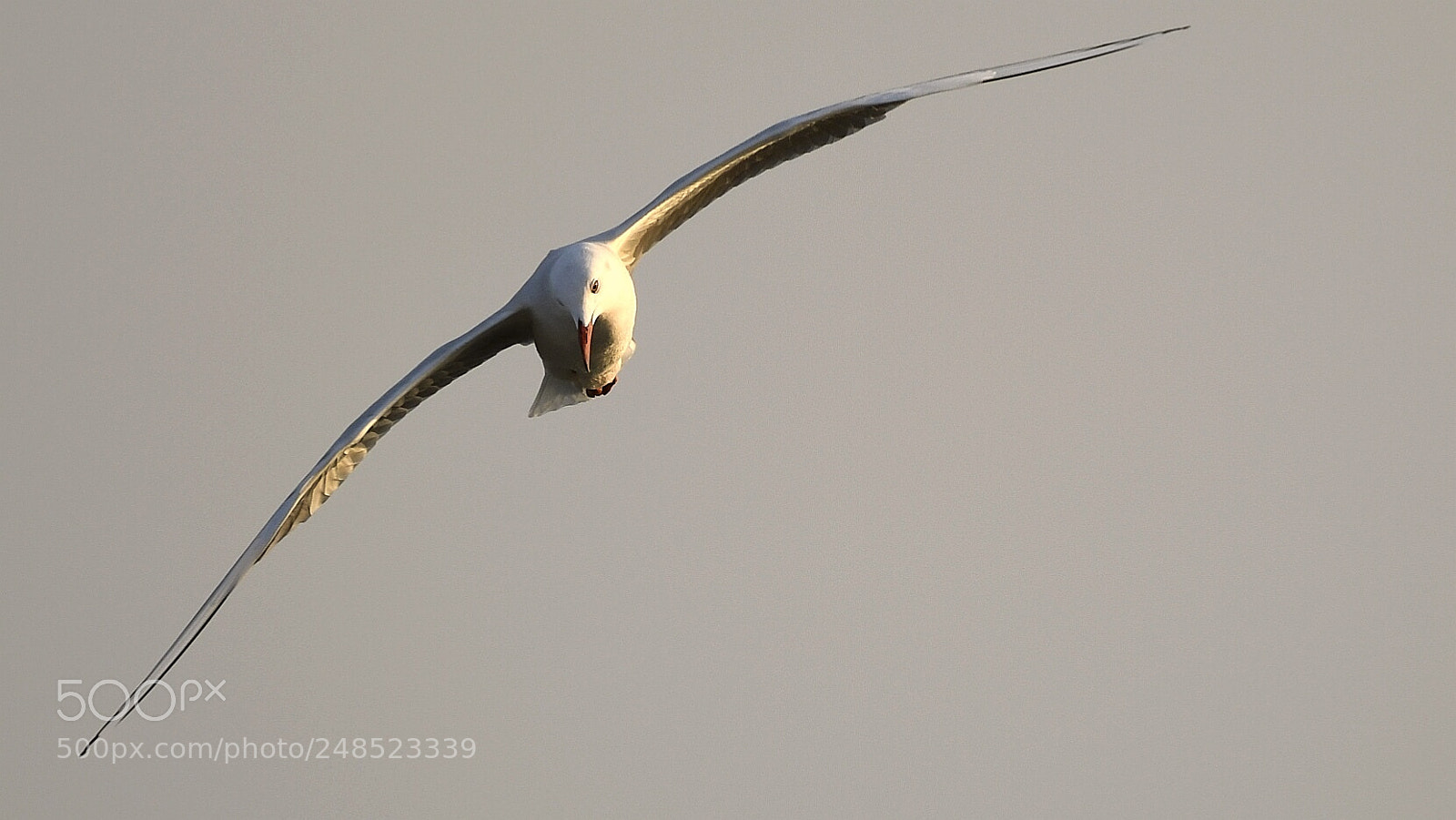 Nikon AF-S Nikkor 200-500mm F5.6E ED VR sample photo. Seagull photography