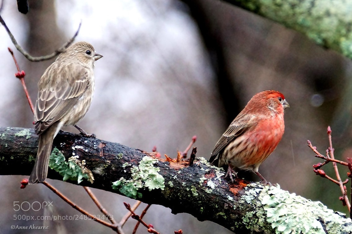 Sony ILCA-77M2 sample photo. House finch pair photography