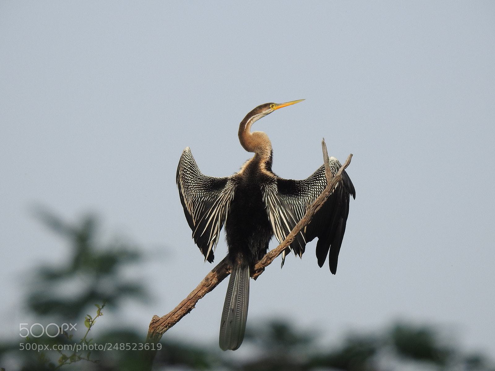 Nikon Coolpix P900 sample photo. Snakebird drying his wings photography