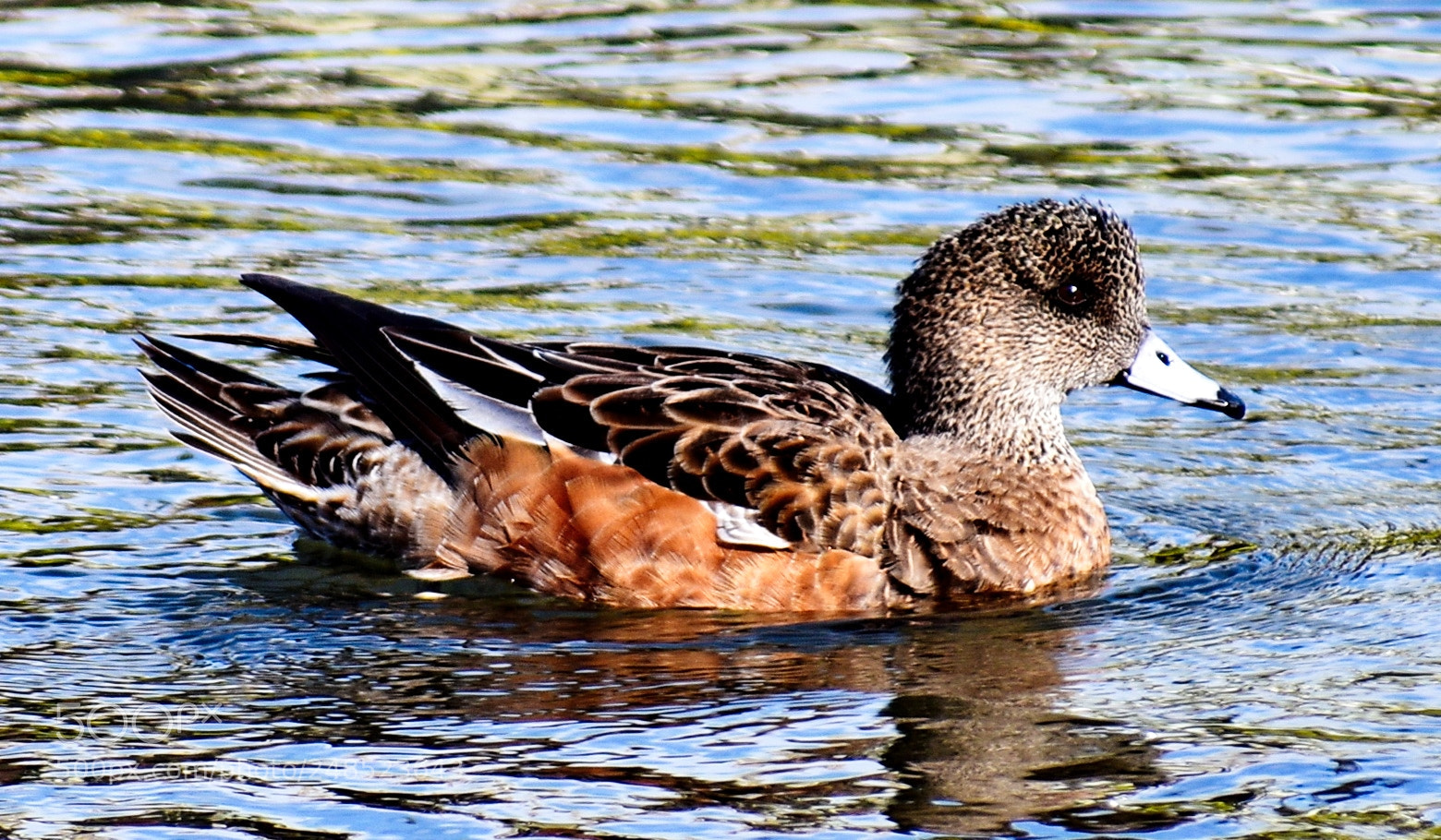 Nikon D7200 sample photo. A brown duck swimming photography