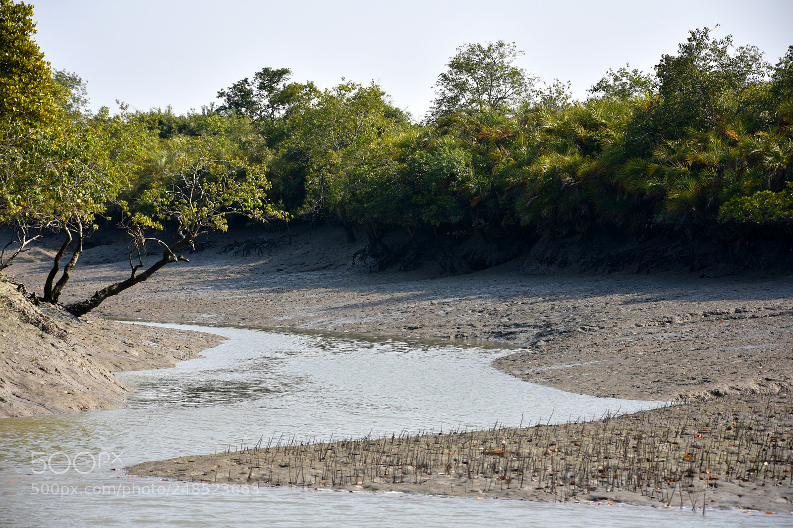 Nikon D7200 sample photo. Sundarban the biggest mangrove photography