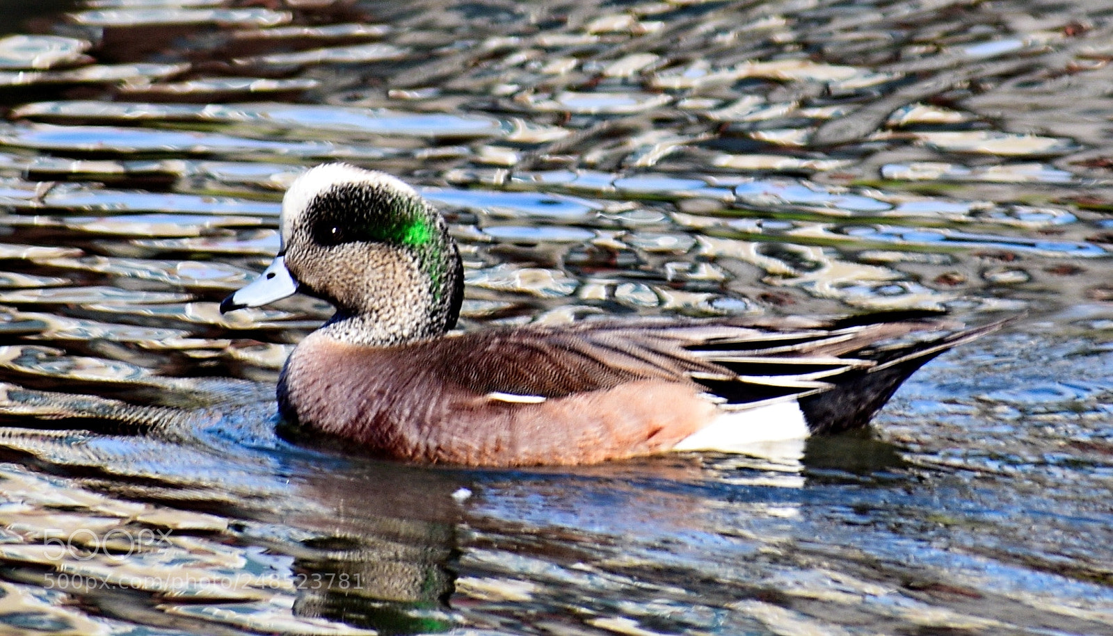 Nikon D7200 sample photo. A green duck swimming photography