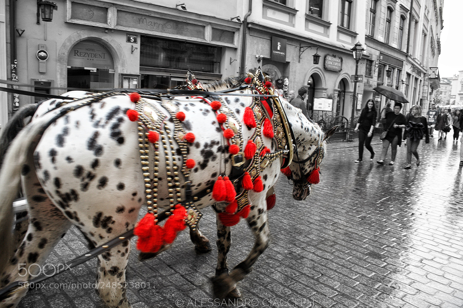 Canon EOS 5D sample photo. The horse works in photography