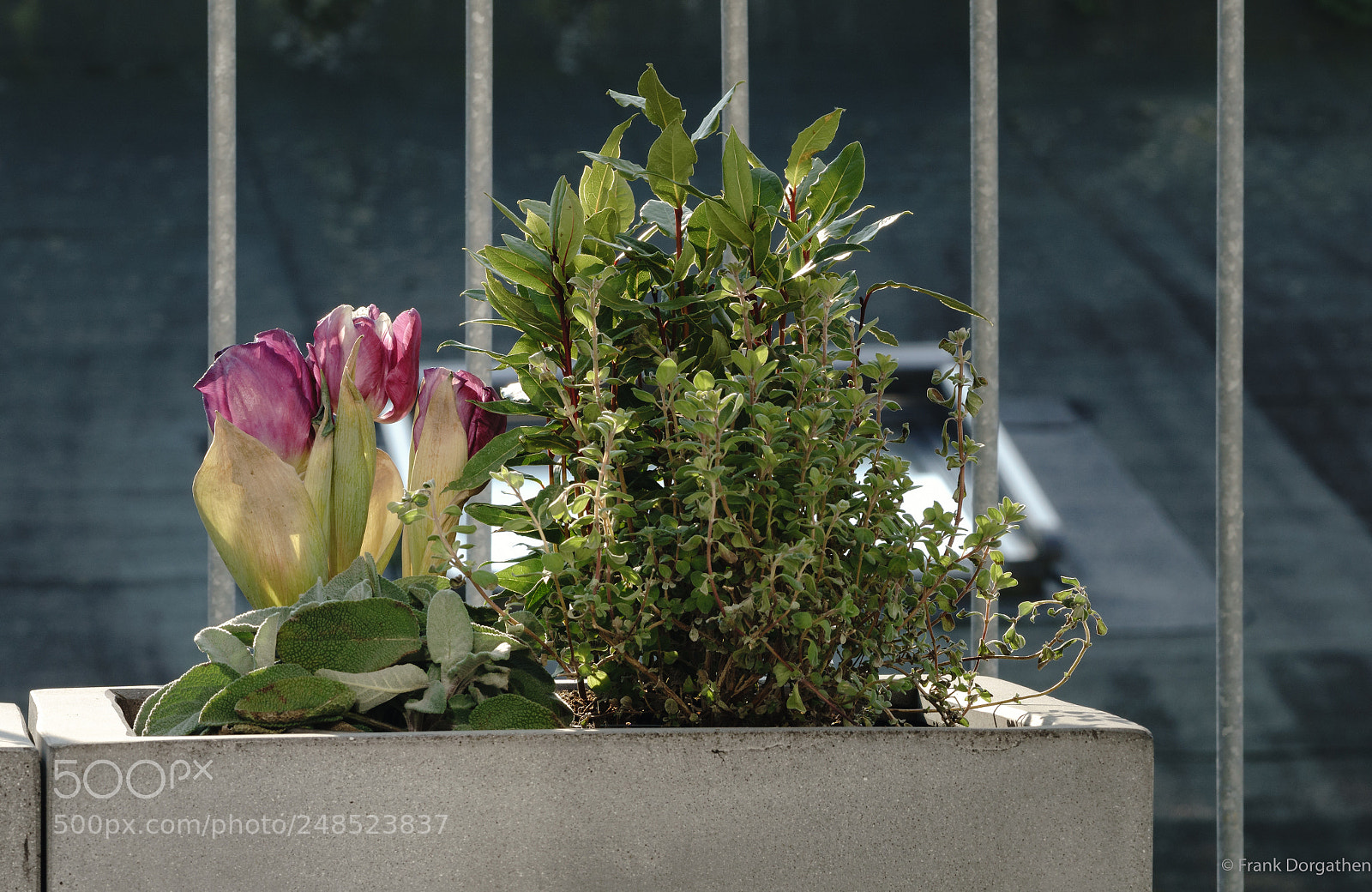 Sony a6000 sample photo. Balcony flowers photography