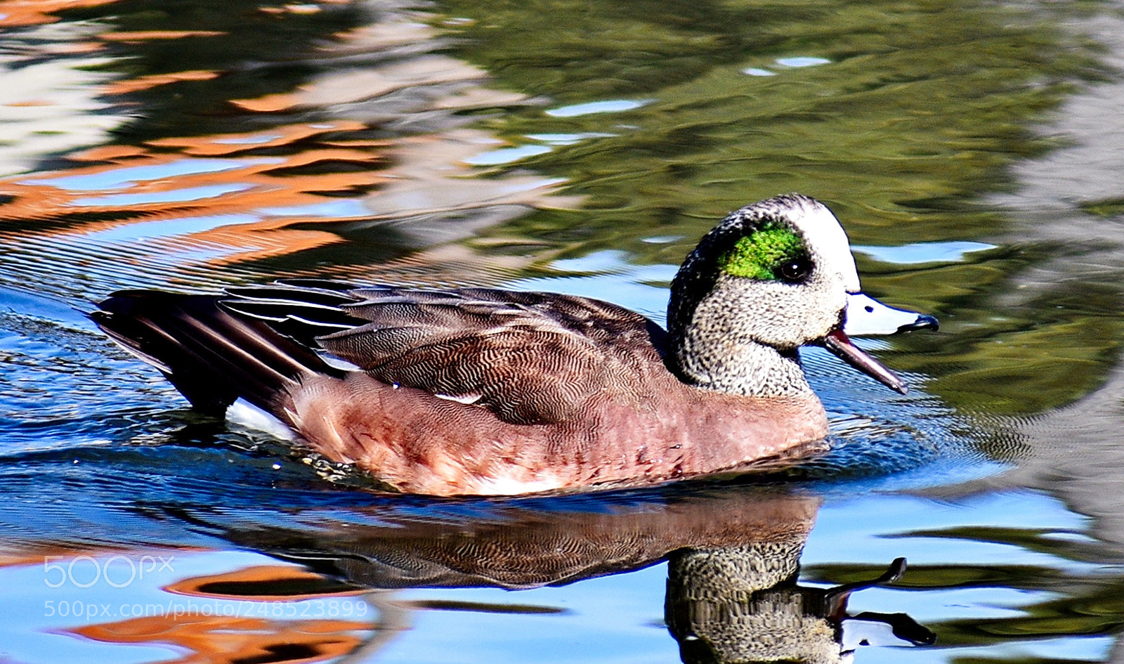 Nikon D7200 sample photo. A green duck talking photography