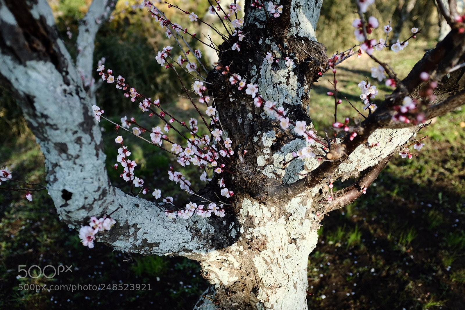 Fujifilm X100F sample photo. Plum tree photography