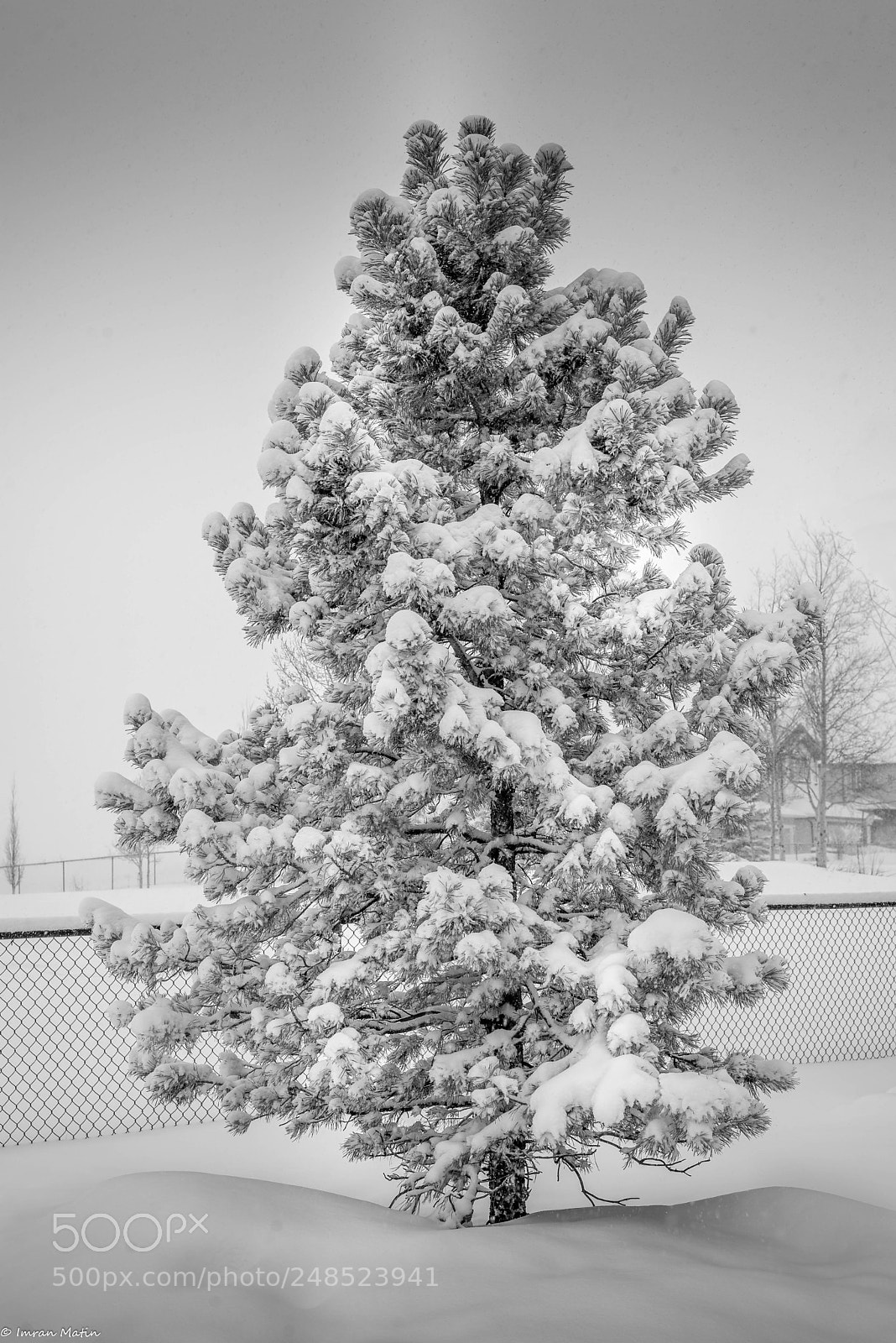 Nikon D610 sample photo. Spring in calgary photography