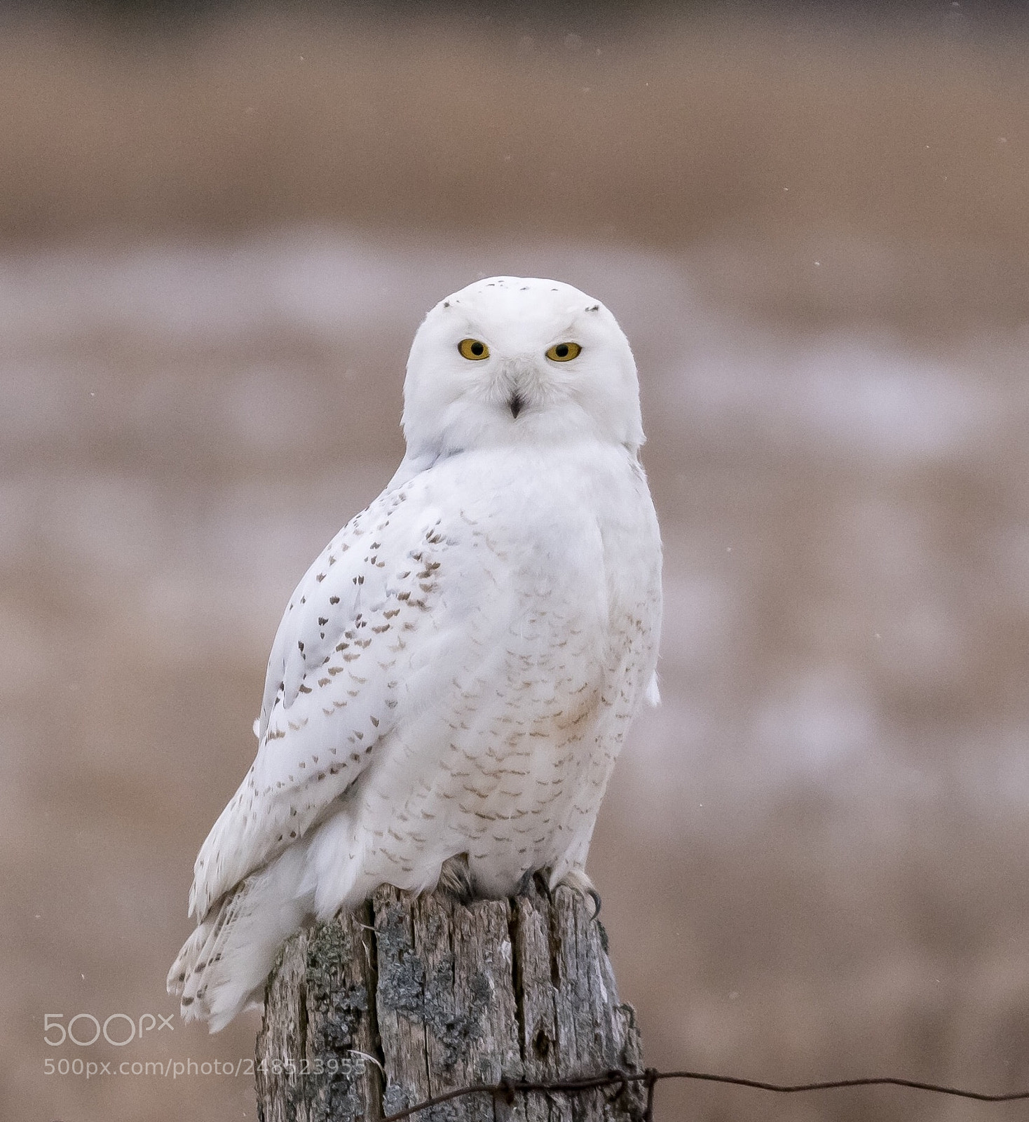 Nikon D500 sample photo. Snowy owl photography