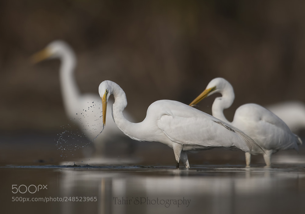Nikon D500 sample photo. Flock of great white photography