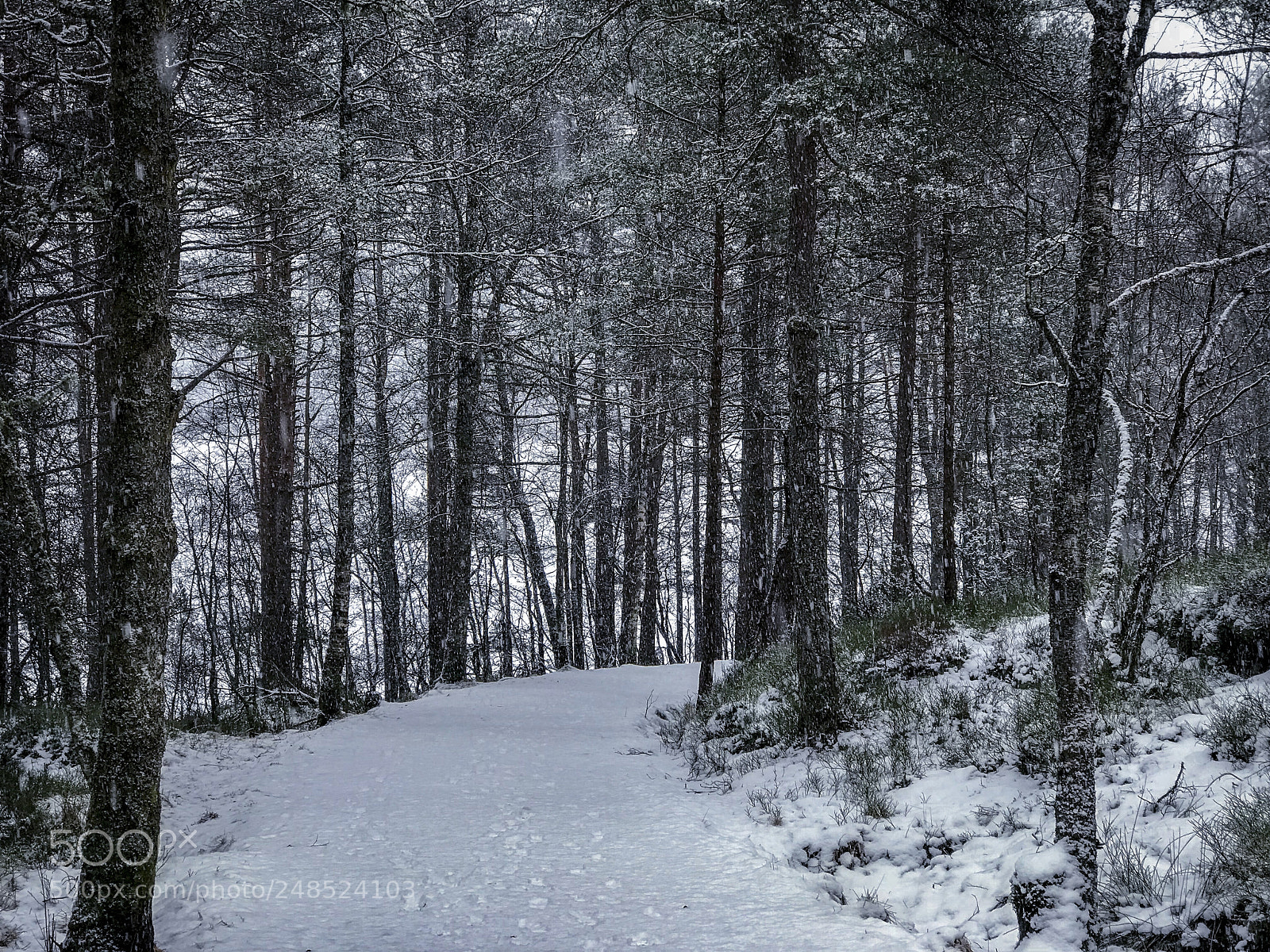 Apple iPhone 7 Plus sample photo. Winter trail photography