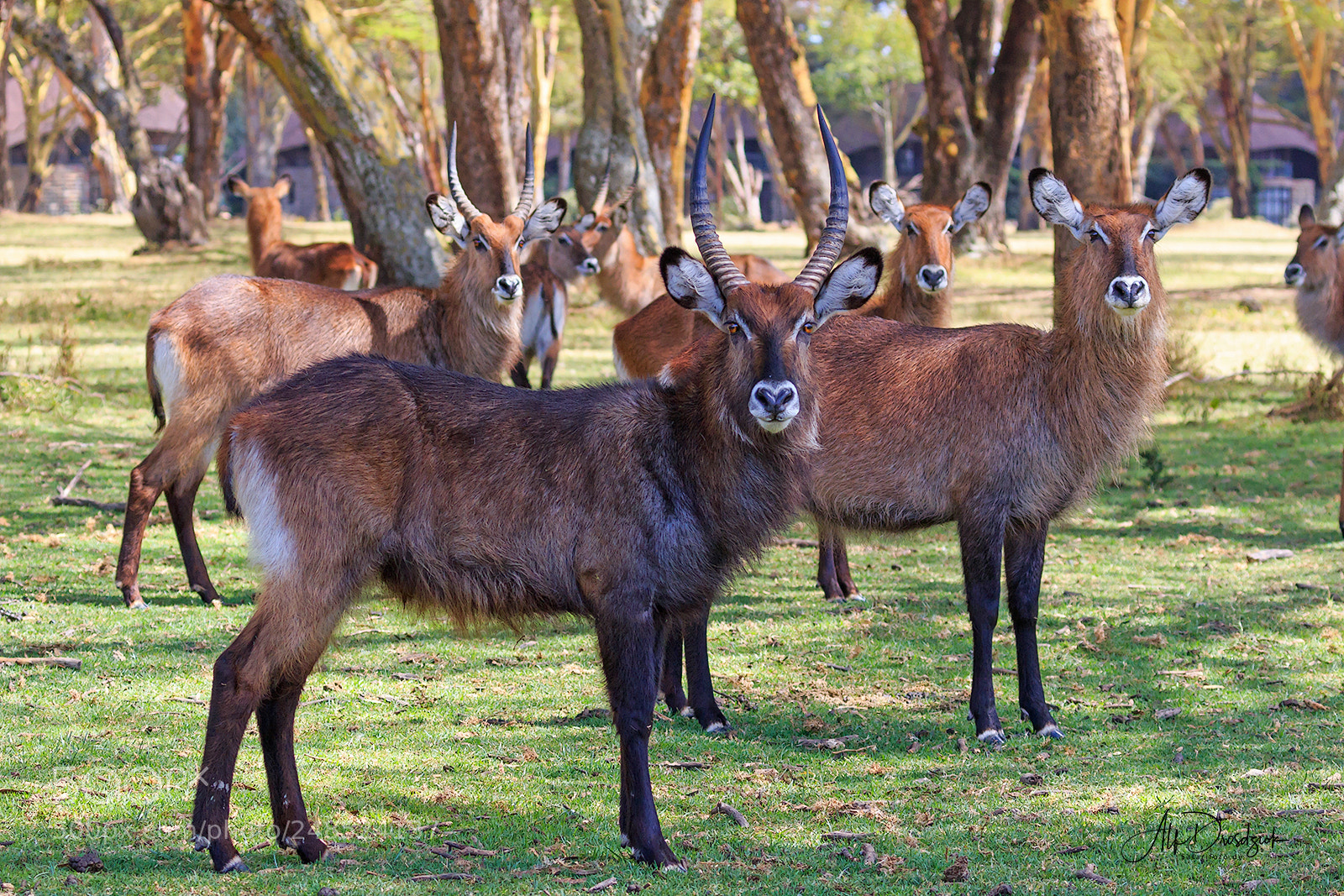 Canon EOS 7D Mark II sample photo. Antelope - wasserbock photography