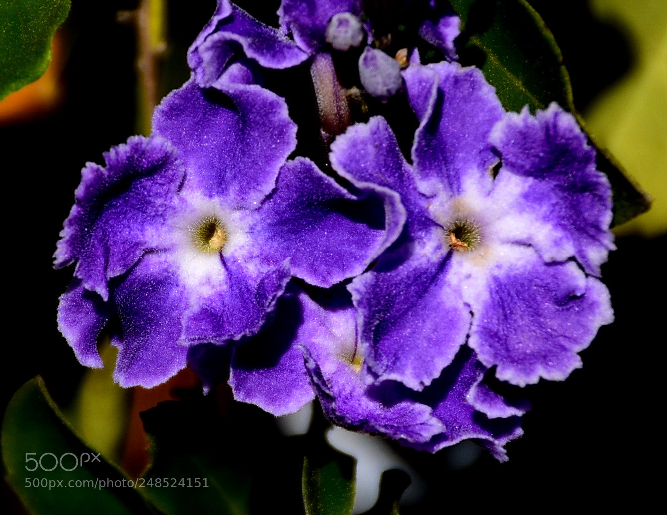 Nikon D7200 sample photo. Lovely blue flowers in photography