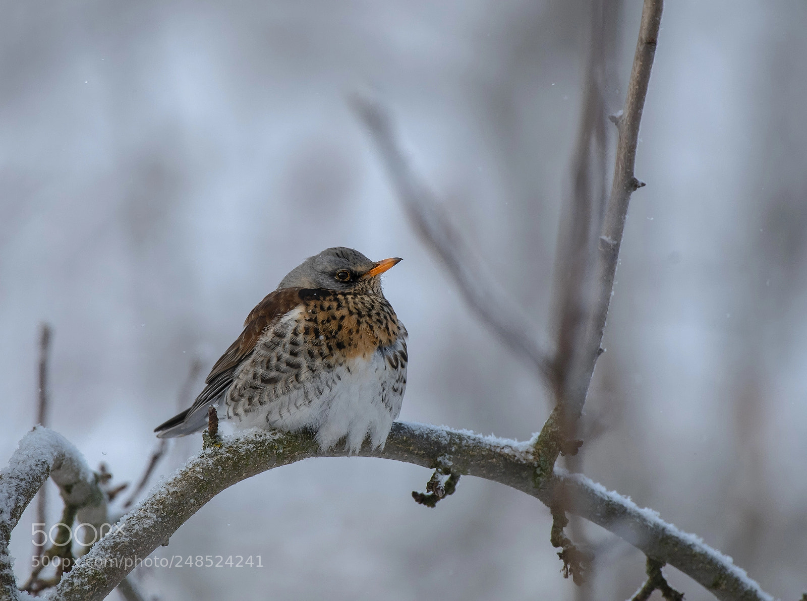 Nikon D850 sample photo. Thrush the fieldfare photography