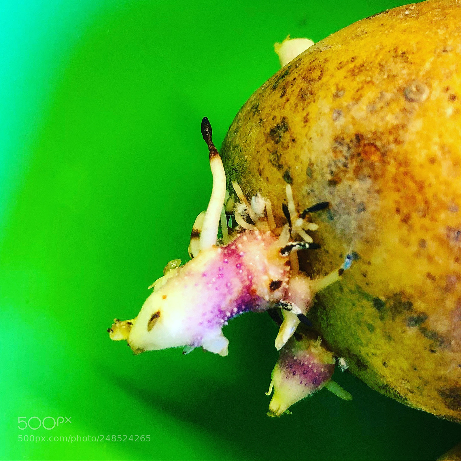 Apple iPhone 8 Plus sample photo. #helleajensen #patatoecloseup#patatoephoto#macrocl ... photography