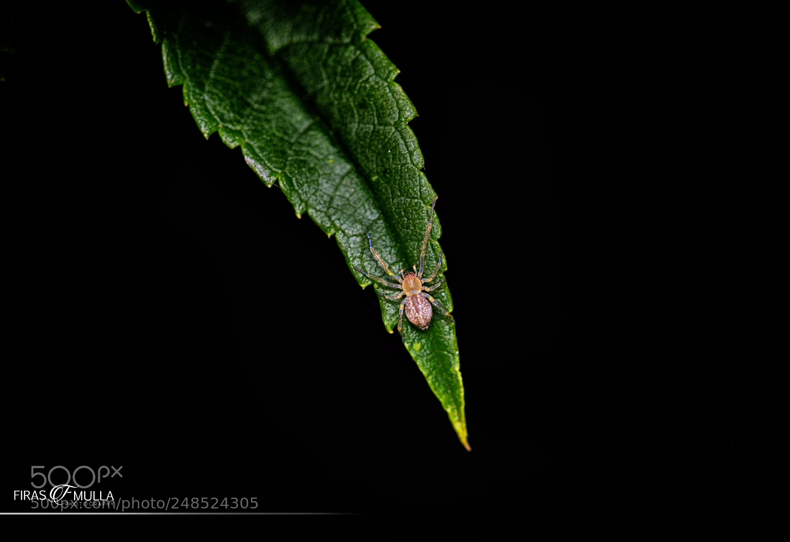 Nikon D800E sample photo. Super spider photography