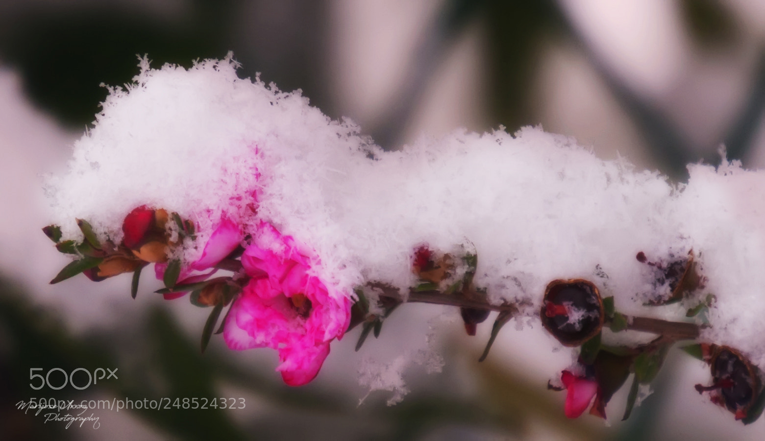 Nikon D300 sample photo. Snow photography