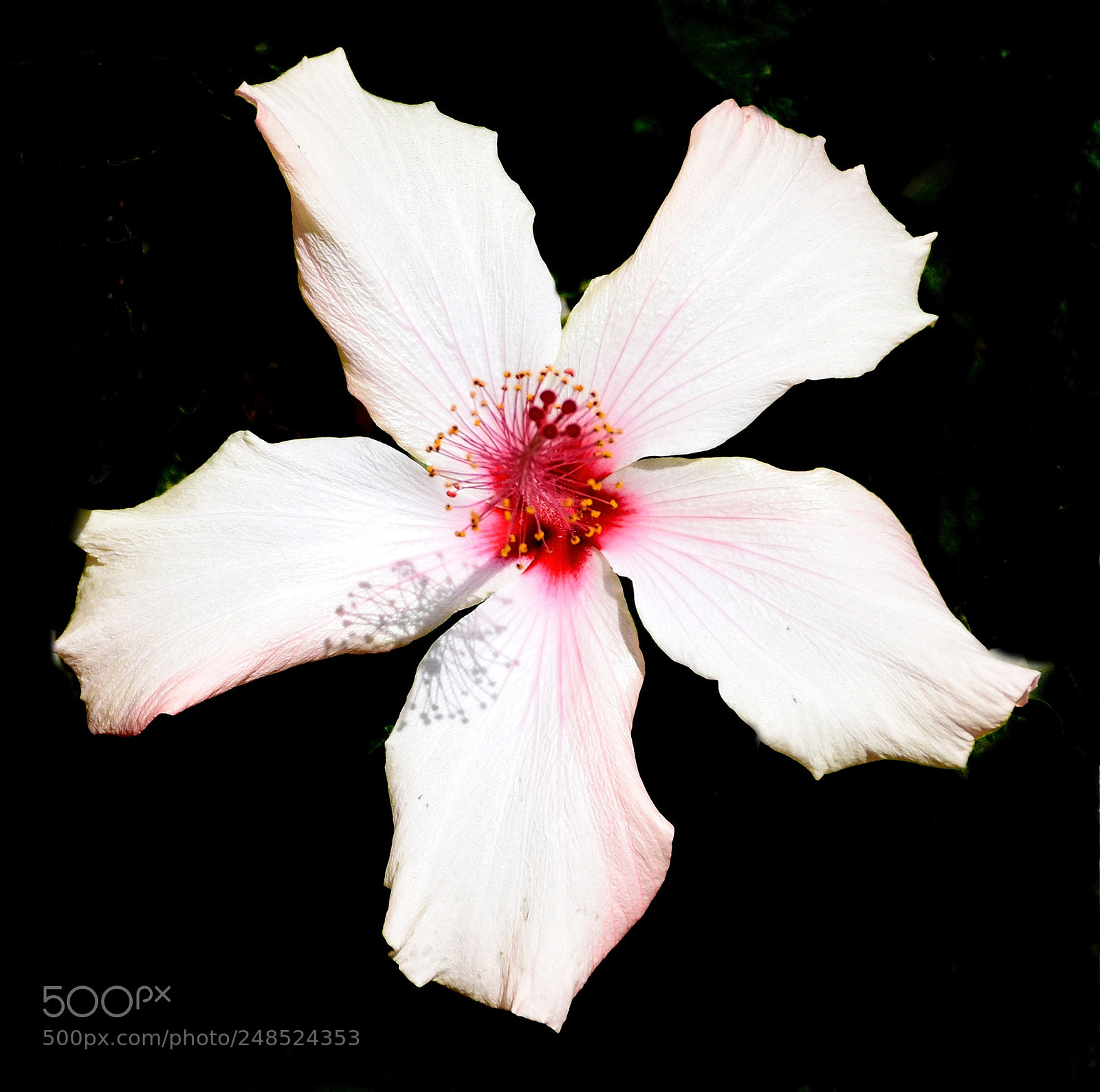 Nikon D7200 sample photo. A white hibiscus flower photography
