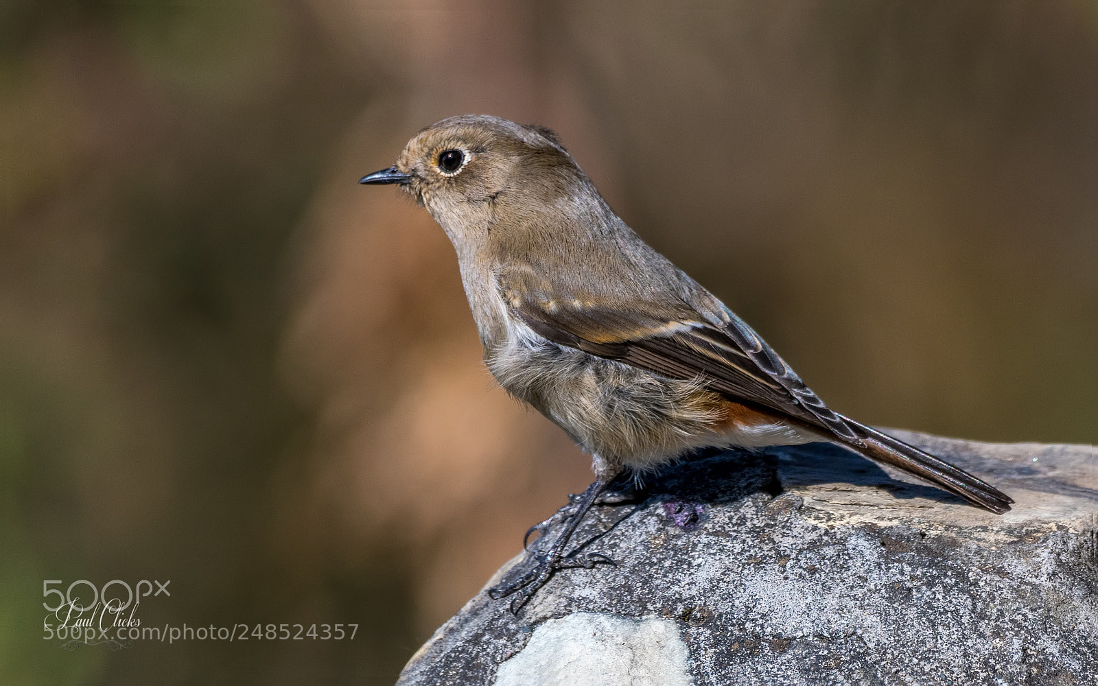 Nikon D500 sample photo. Rufous bellied niltava photography