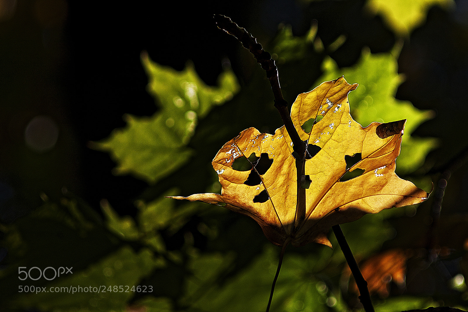 Canon EOS 40D sample photo. Lantern of the autumn (8) photography