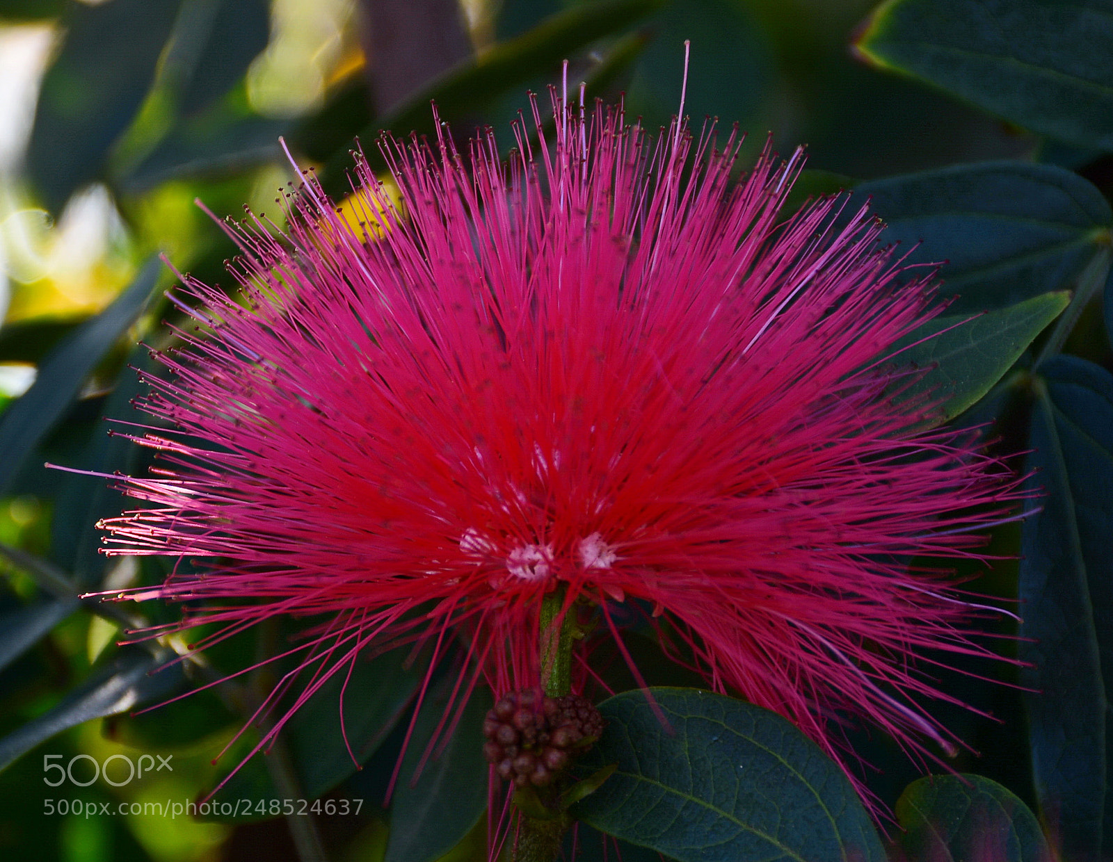 Nikon D7200 sample photo. Red flower in the photography