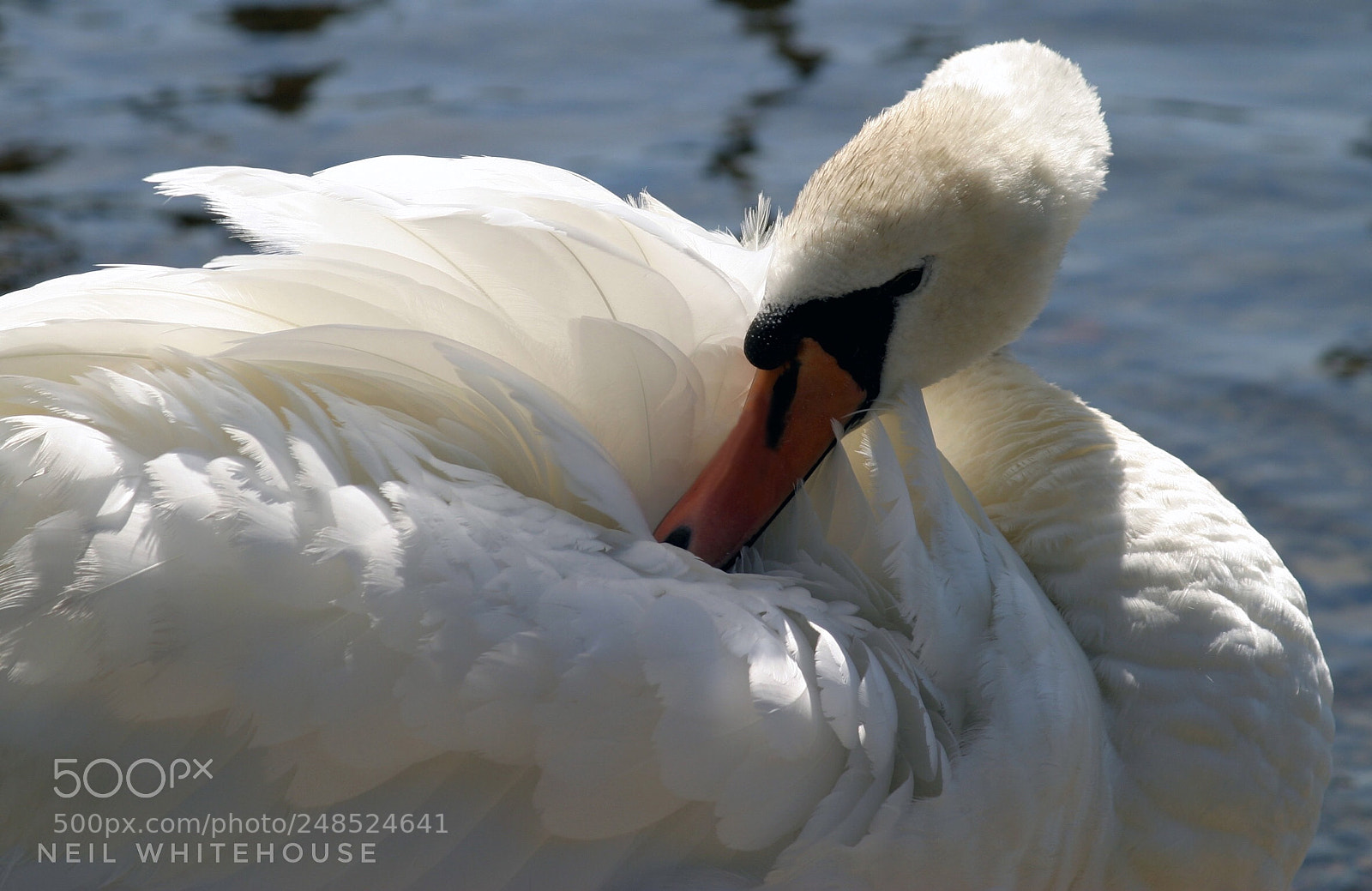 Canon EOS 10D sample photo. White swan photography