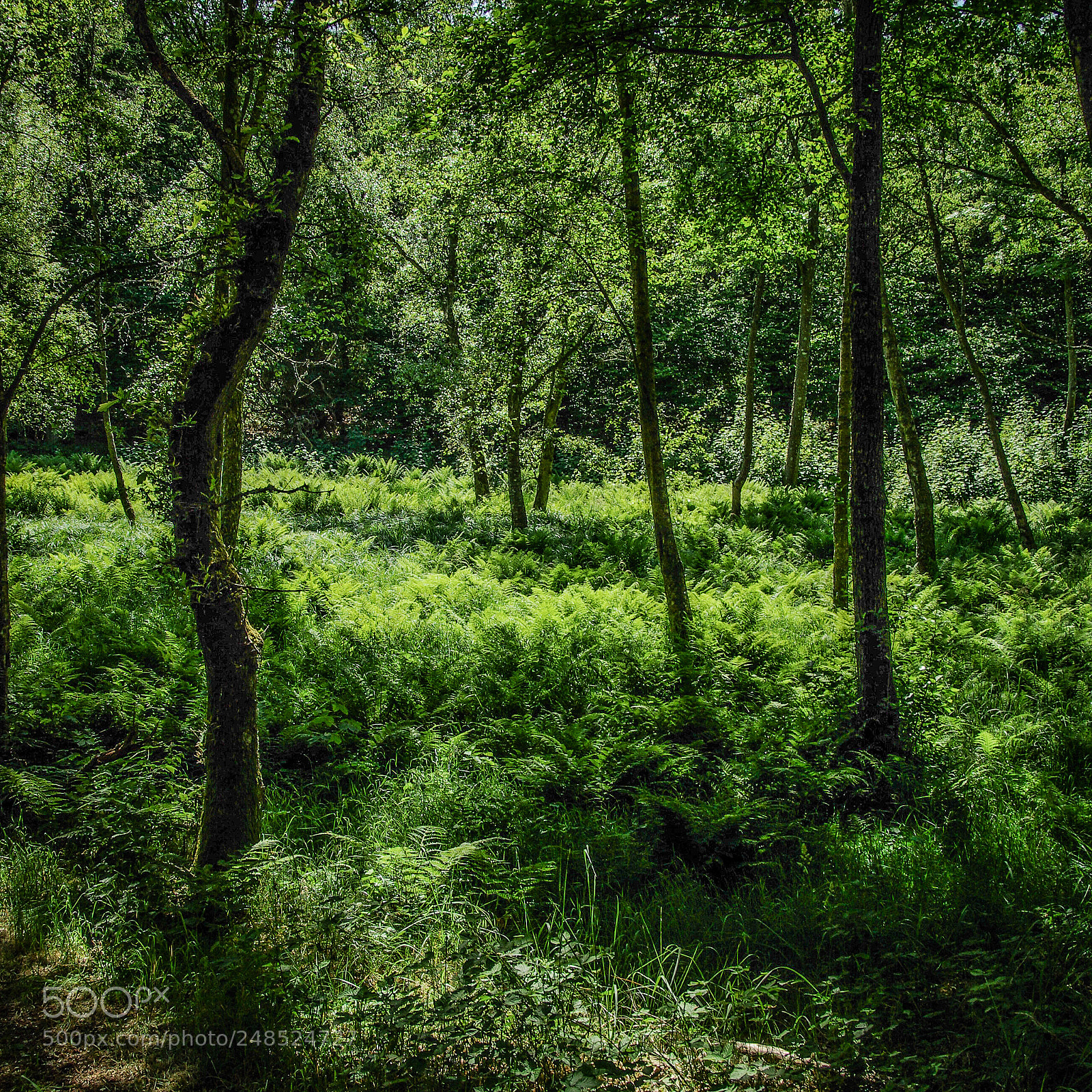 Pentax K10D sample photo. Green scenery photography