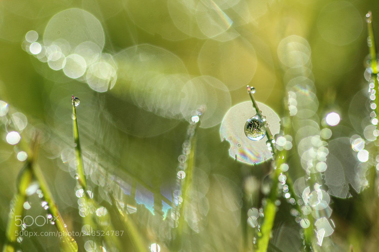 Canon EOS 60D sample photo. Dans l'herbe photography